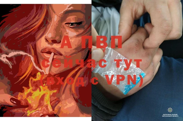 шишки Абаза